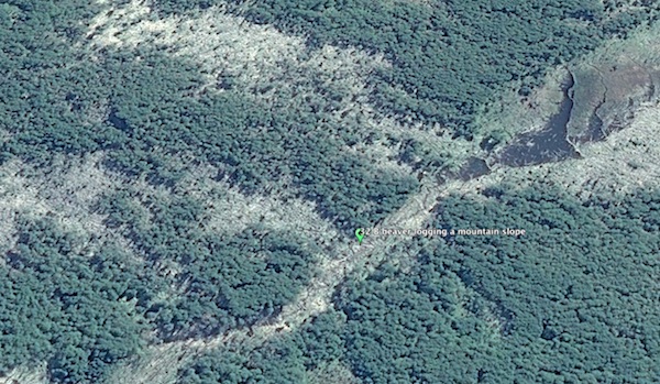 beavers logging forest